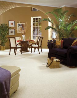 Carpet Tigressa Cherish After Midnight Amber 12 Carpet Shaw Carpet Spring Interiors